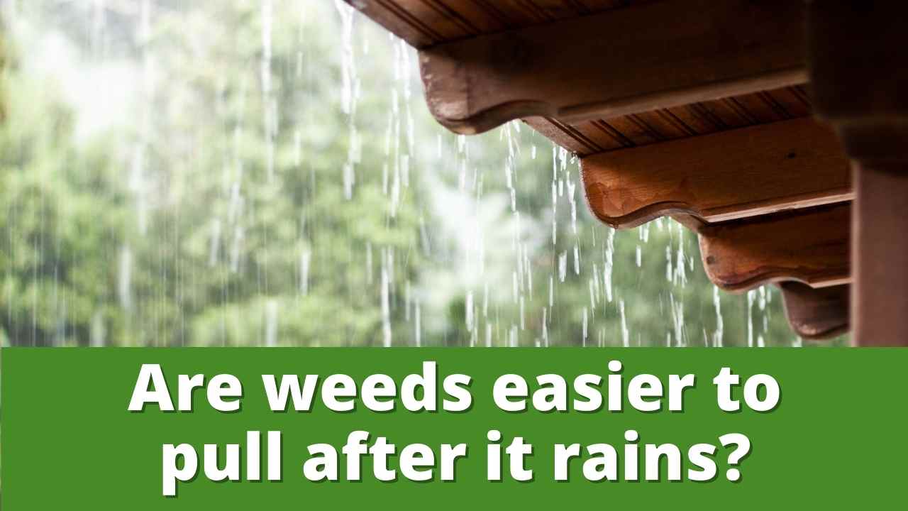Are weeds easier to pull after it rains 1