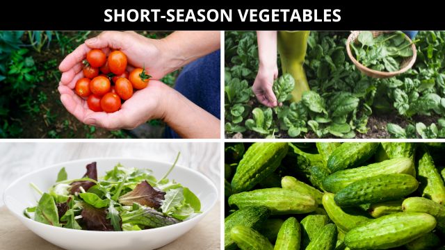 short season vegetables