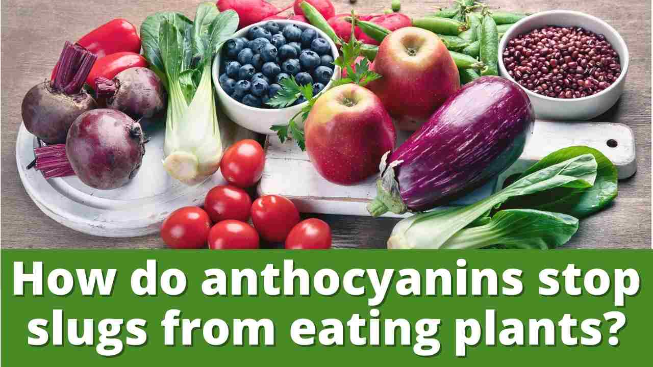How do anthocyanins stop slugs from eating plants