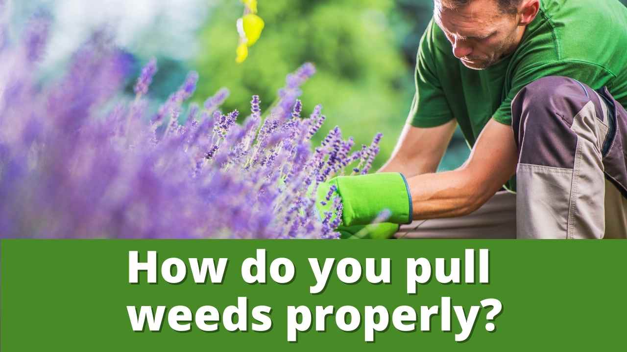 How do you pull weeds properly