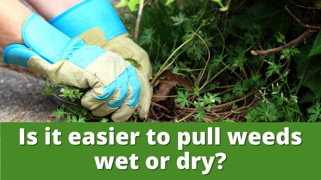 Is it easier to pull weeds wet or dry