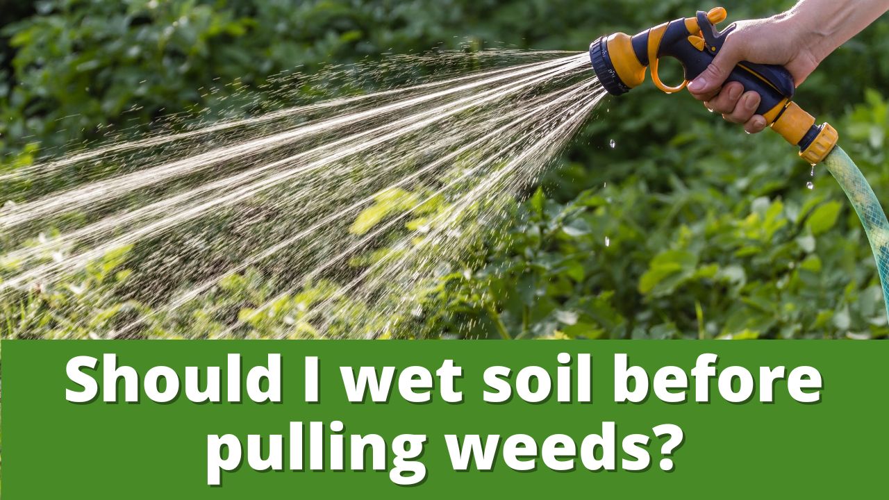 Should I wet soil before pulling weeds