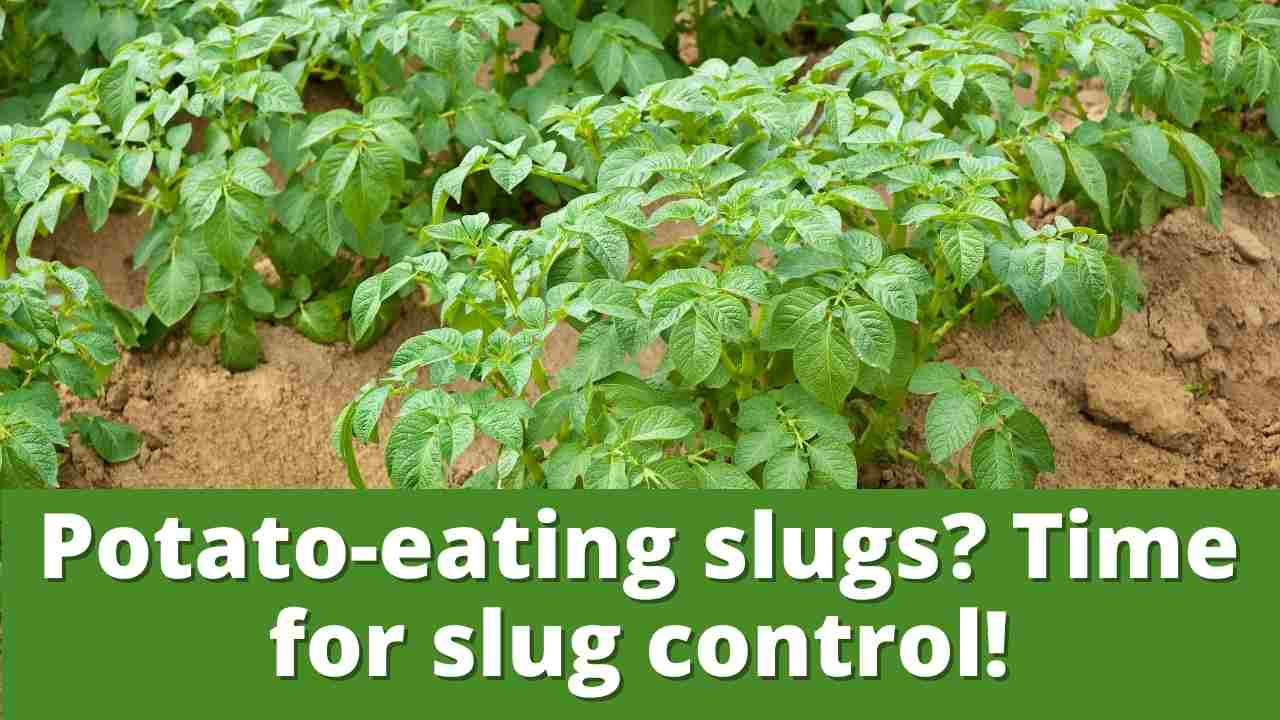 Time for slug control