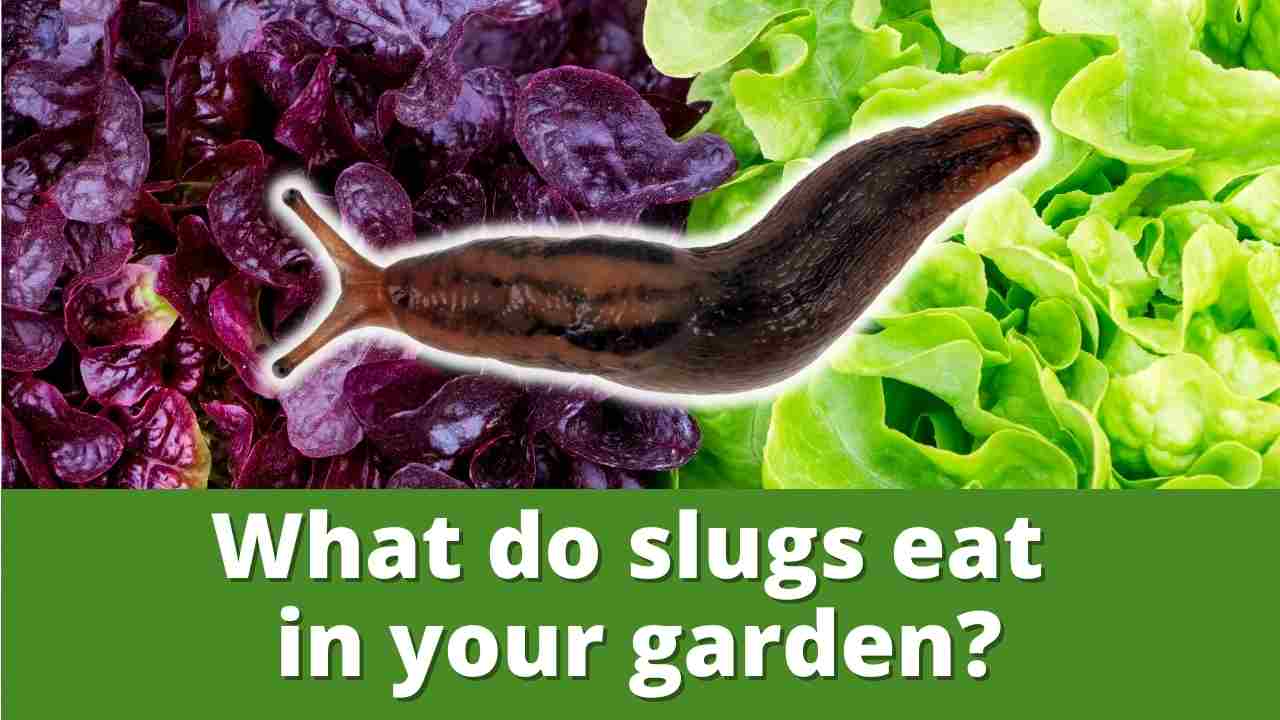What do slugs eat in your garden