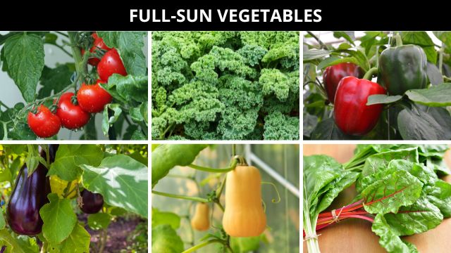full sun vegetables