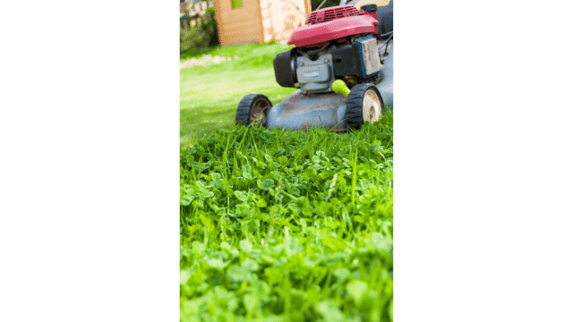 mowing lawn weeds