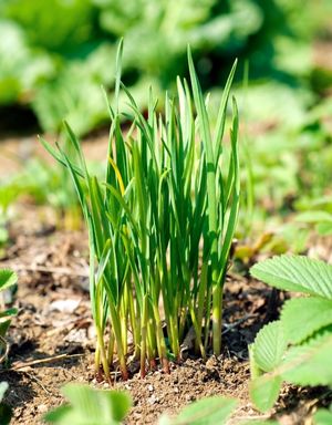 try growing garlic chives