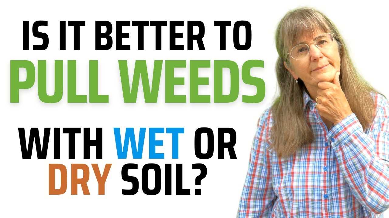 weeds wet or dry soil