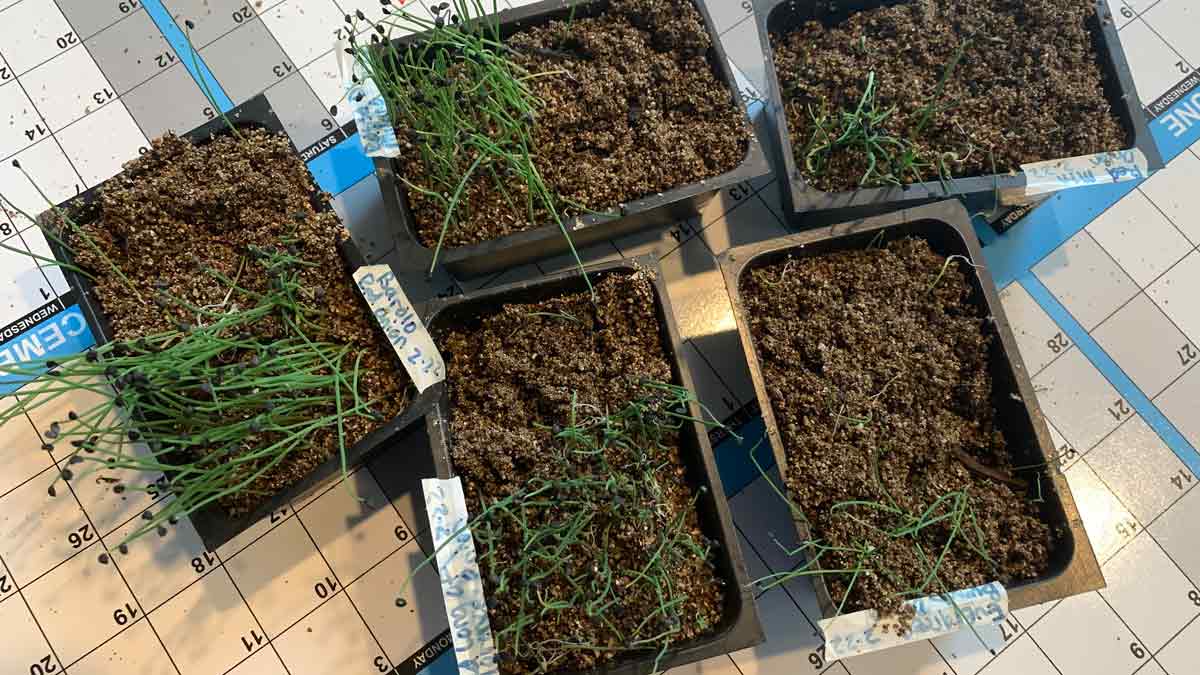 growing onions from seed