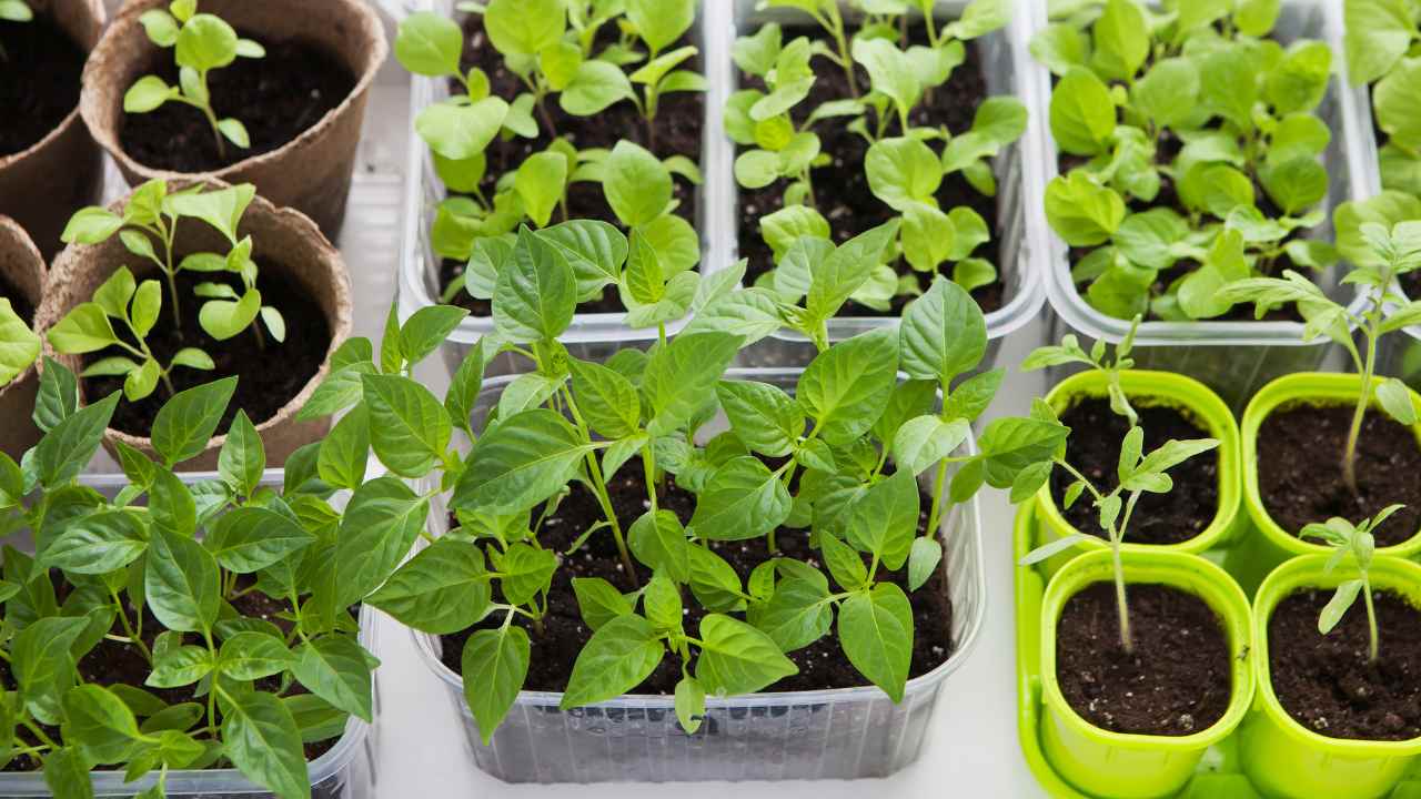 containers seedlings