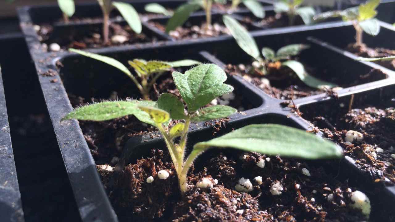 tomato seedlings