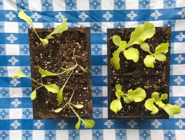 seedlings comparison